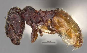 Media type: image;   Entomology 31099 Aspect: habitus lateral view